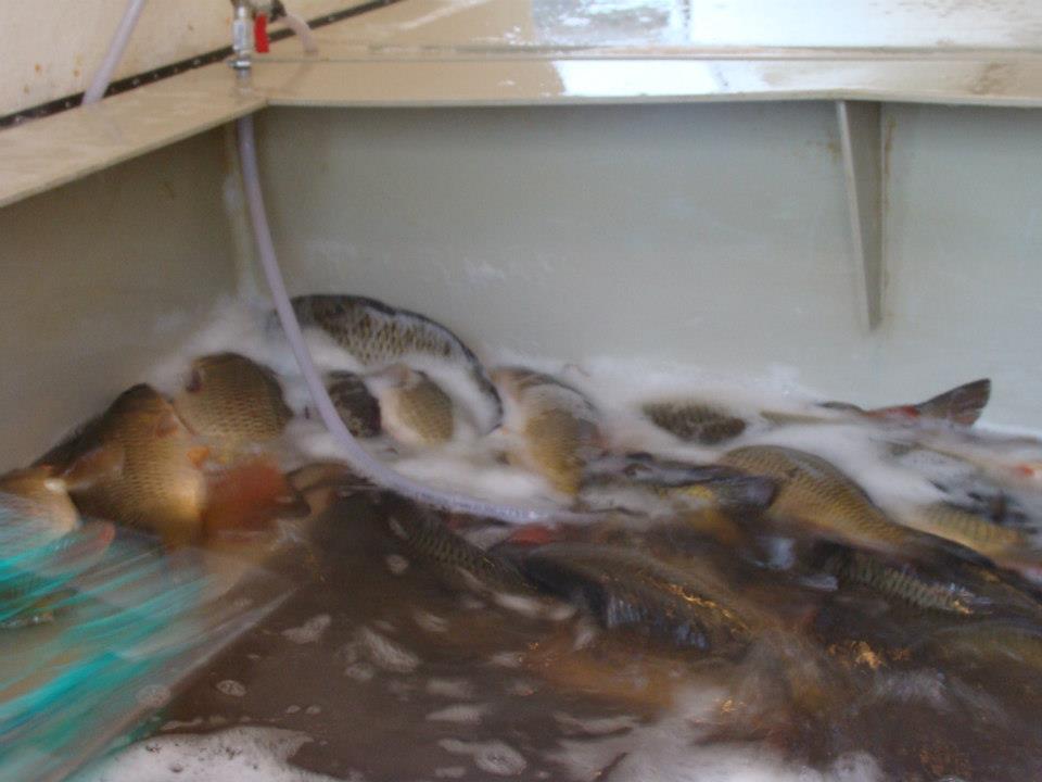 Populare Balta Cristian  - 12524110478022482096385642214n.jpg